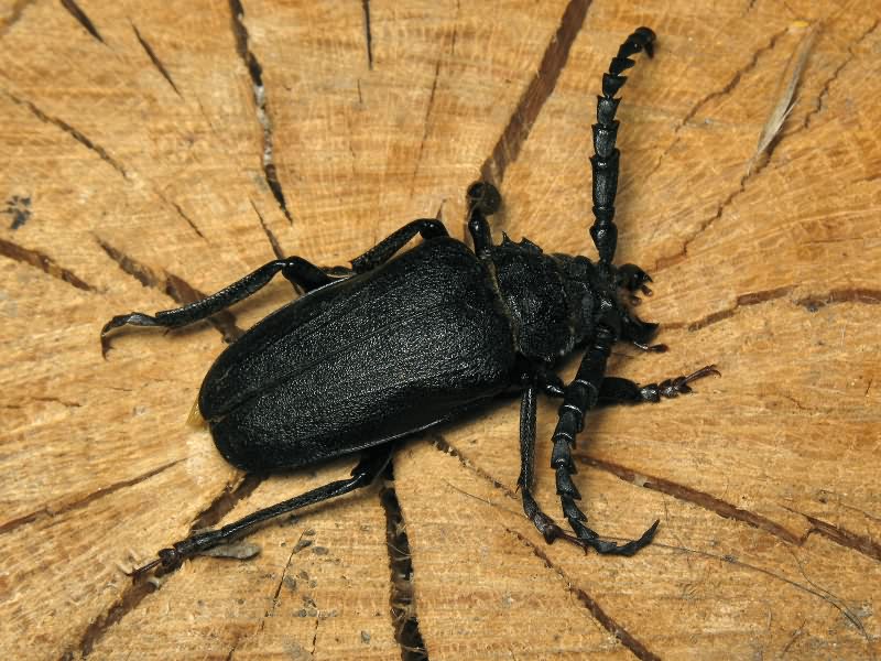 Prionus coriarius (Linnaeus, 1758)